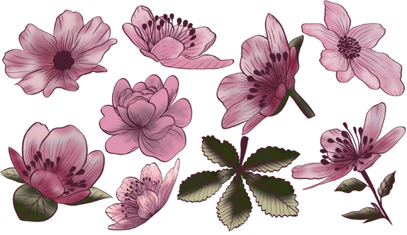 Set of Floral Elements Png for Print Templates