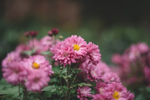 Violet Flowers of the Field: Nature Branding Asset Review
